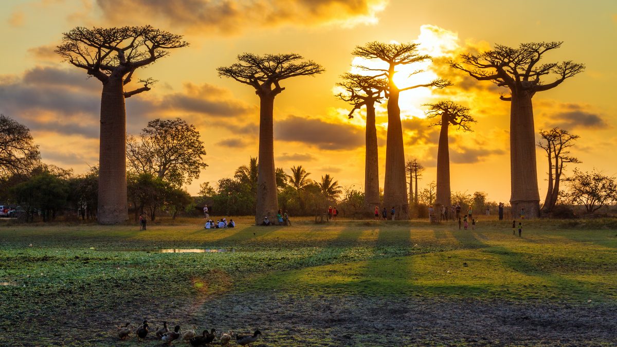 Allee_des_baobabs-scaled.jpg