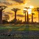 Allee_des_baobabs-scaled.jpg