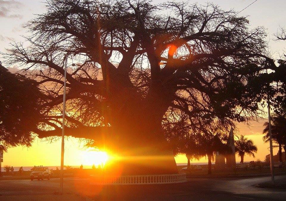 Baobab Majunga