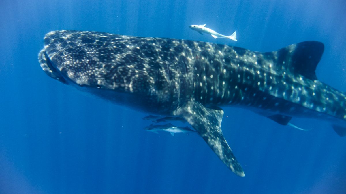 Séjour_entre_ciel_et_mer_requinbaleine_NosyBe